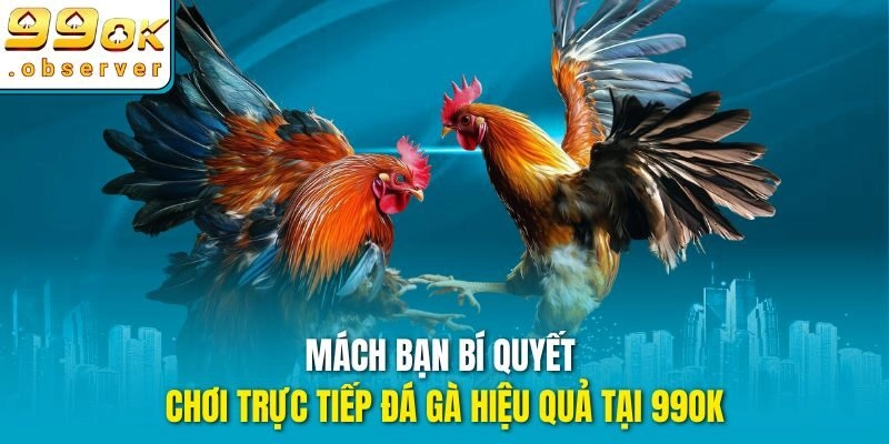 Mách bạn bí quyết chơi trực tiếp đá gà hiệu quả tại 99ok
